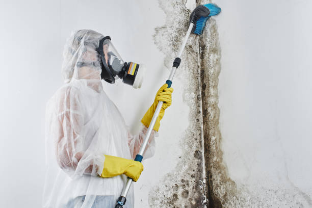 Best Attic Mold Removal  in Muse, PA